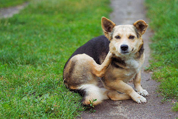 dog posing outdoors