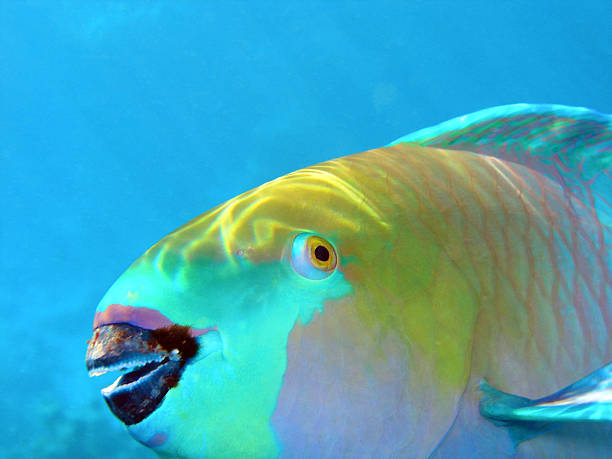 Rusty Parrotfish, Egypt. Close up of Rusty Parrotfish face (focus on eye) with light rays and reef highlights in background, Egypt.         parrot fish stock pictures, royalty-free photos & images