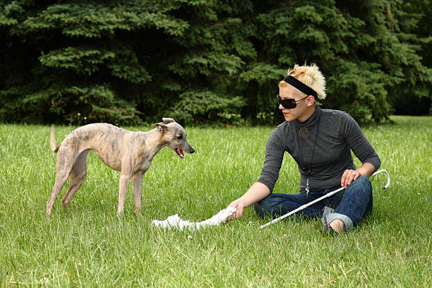 blinde frau spielt mit ihren cleveren hund - blind women blind persons cane whippet stock-fotos und bilder