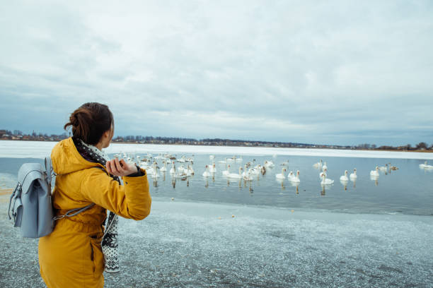istock woman feed swans on winter lake 917831942