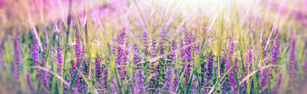 istock Purple flower in spring meadow - soft and selective focus on purple flowers 917832084