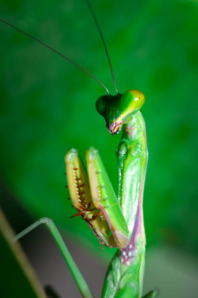 istock Green Praying Mantis cleaning itself, Nosy Komba, Madagascar 917833108