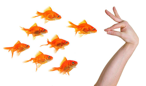 istock hand gesturing towards a group of goldfish 91783397