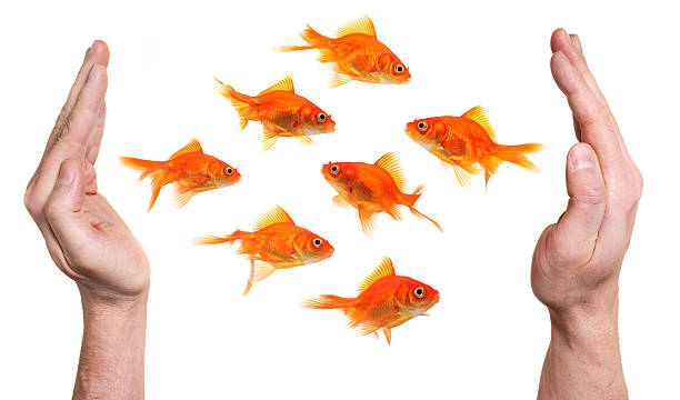 istock hands trying to catch or protect a group of goldfish 91783410