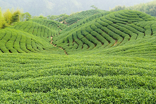 Tea farm - foto de acervo