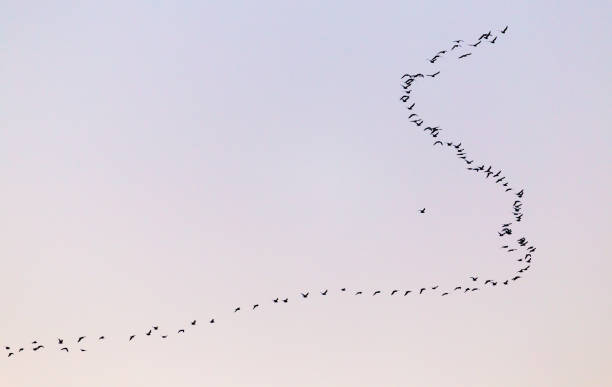 istock a flock of birds at sunset 917837286