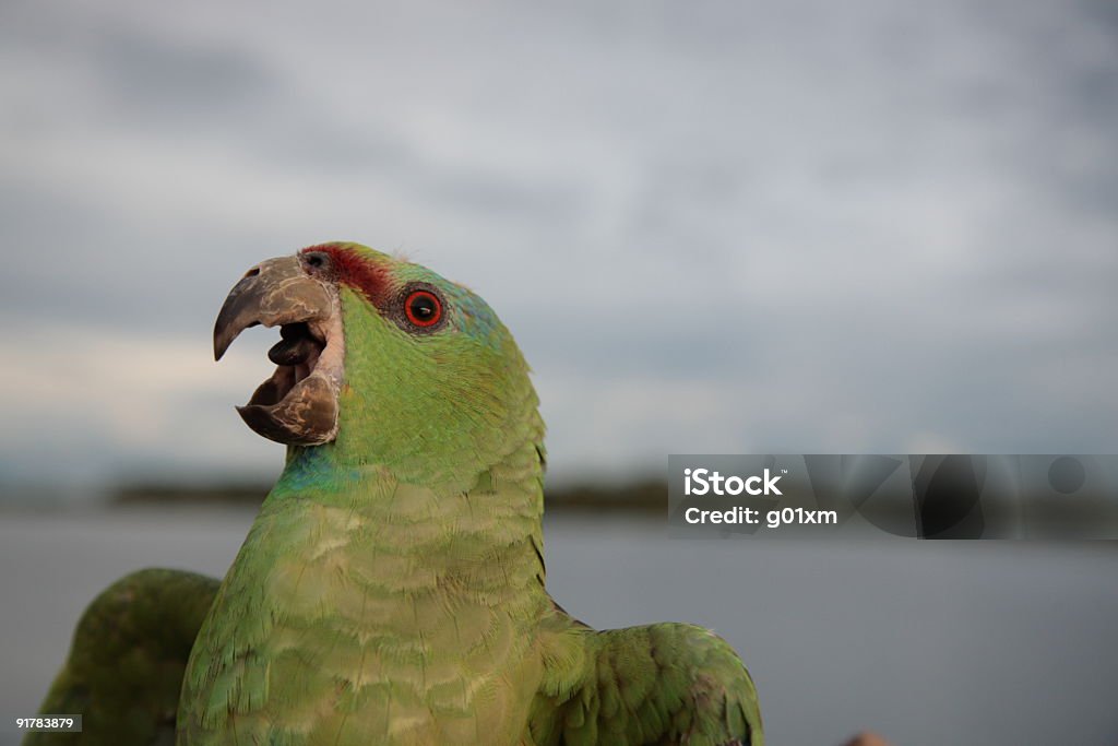 Vert perroquet Amazone - Photo de Amérique du Sud libre de droits