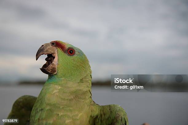 Photo libre de droit de Vert Perroquet Amazone banque d'images et plus d'images libres de droit de Amérique du Sud - Amérique du Sud, Biodiversité, Brésil