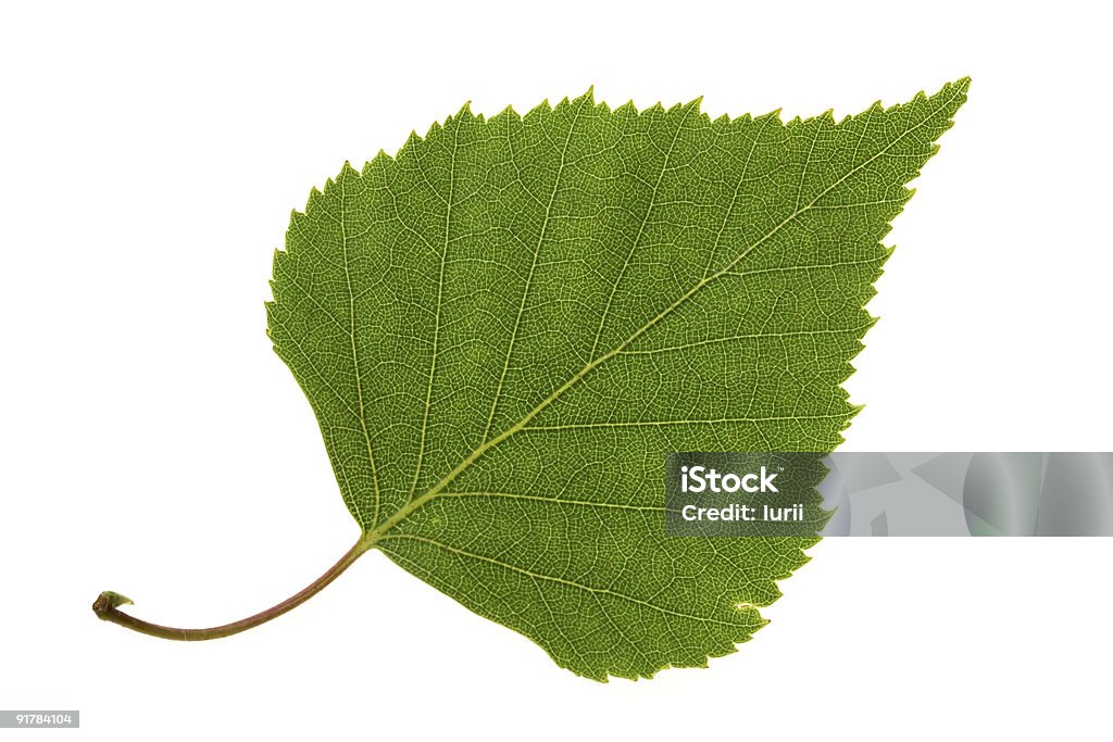 Birch leaf  Birch Tree Stock Photo