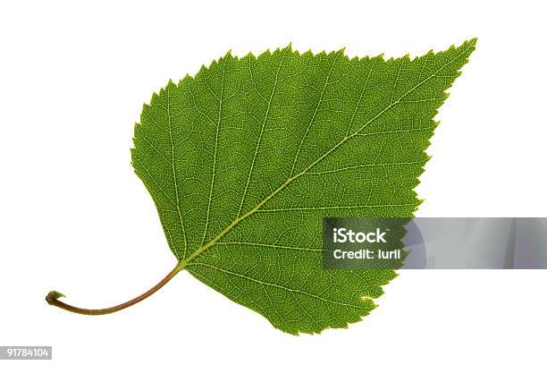 Birch Leaf Stock Photo - Download Image Now - Birch Tree, Cut Out, Leaf