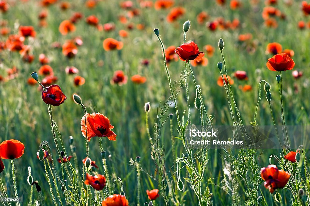 Poppy Field  Agriculture Stock Photo