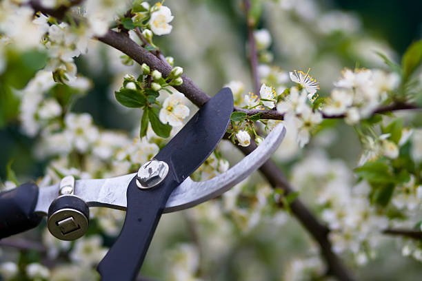 Close-up of clippers pruning flowering bushes stock photo
