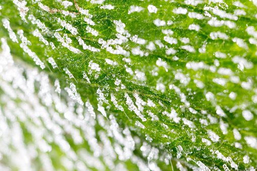 frost on the green sheet. macro . In the park in nature