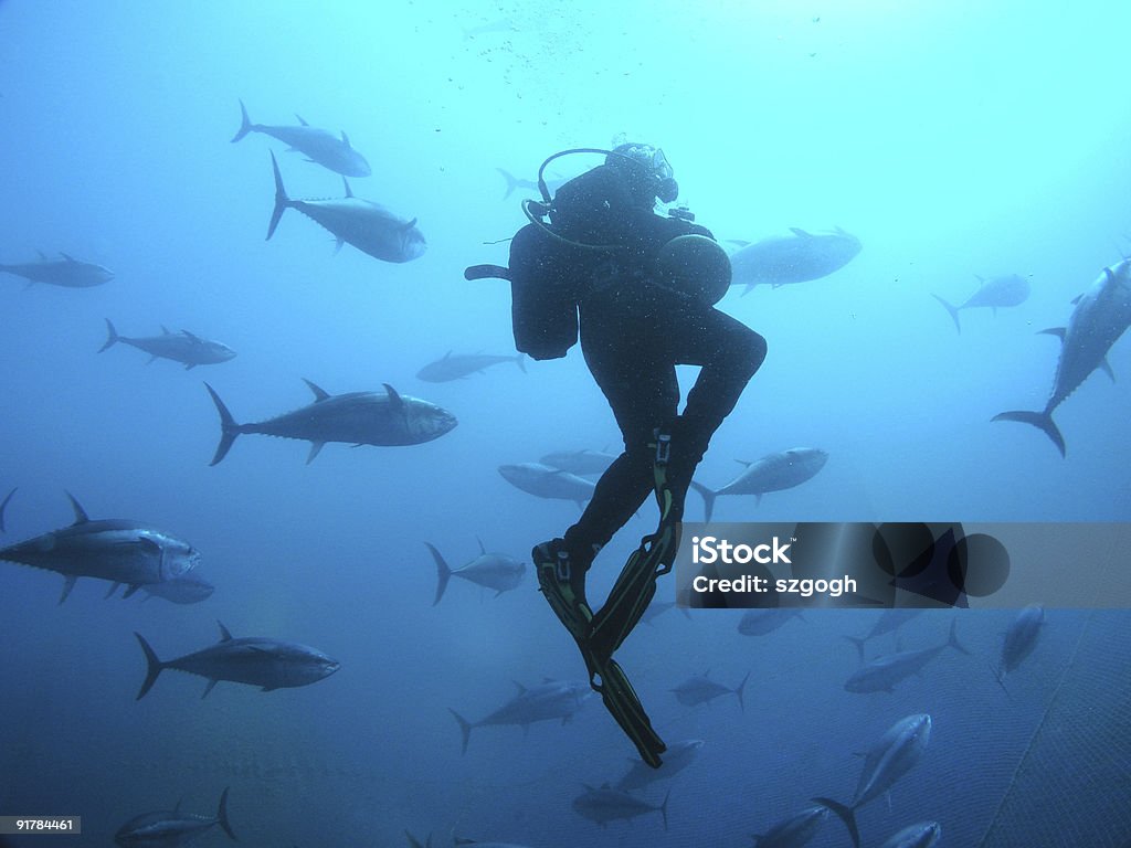 Scuba Diver z tuńczyka fish - Zbiór zdjęć royalty-free (Tuńczyk - zwierzę)