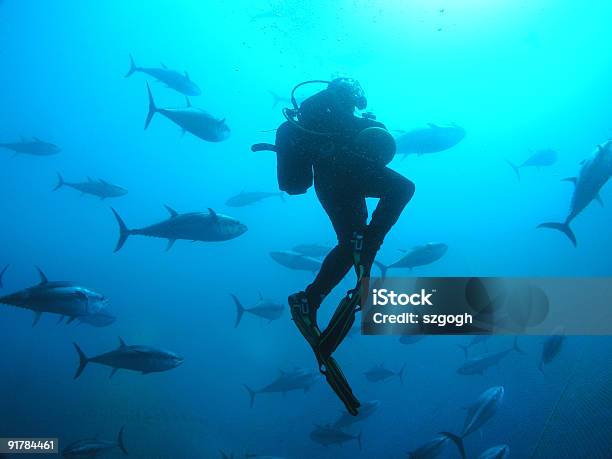 Scuba Diver Z Tuńczyka Fish - zdjęcia stockowe i więcej obrazów Tuńczyk - zwierzę - Tuńczyk - zwierzę, Malta, Akwakultura