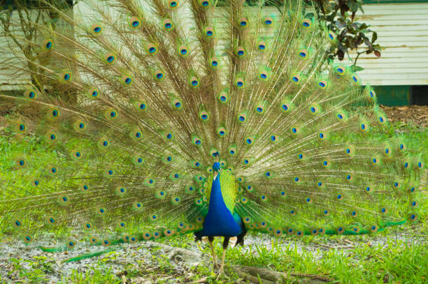 istock Peacock in vivid colors 917846668