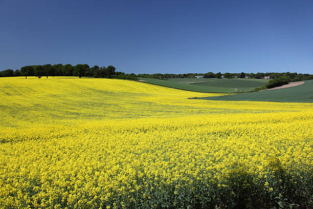 English countryside landscape of rapeseed fields stock photo