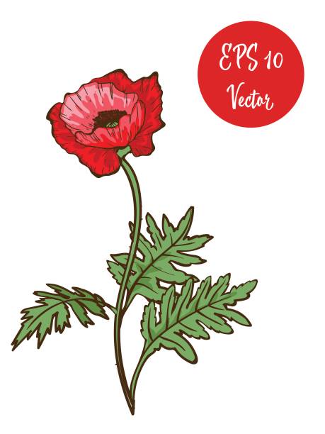 ilustrações de stock, clip art, desenhos animados e ícones de single red poppy flower vector illustration, beautiful red poppy on long stem isolated on white background. - stem poppy fragility flower