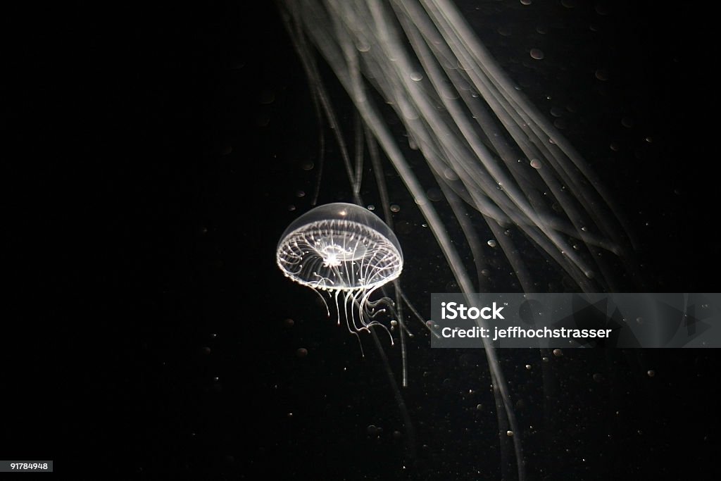 Medusa - Foto de stock de Medusa - Cnidario libre de derechos