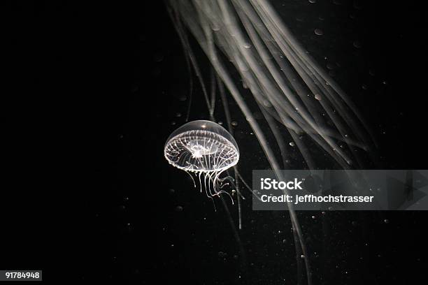 Medusa - Fotografie stock e altre immagini di Medusa - Cnidario - Medusa - Cnidario, Tentacolo, Bianco