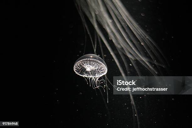 Medusa - Fotografias de stock e mais imagens de Medusa - Cnidário - Medusa - Cnidário, Tentáculo, Bolha - Estrutura Física