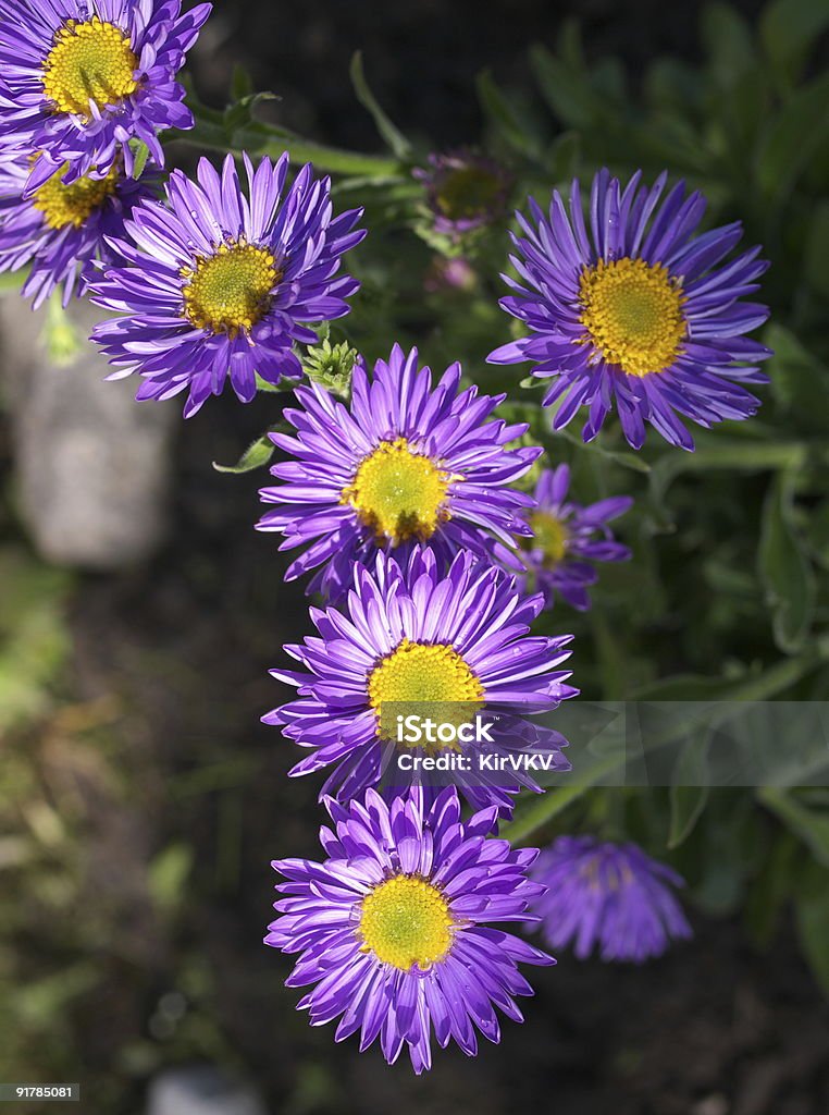 Early alpine aster  Alpine Aster Stock Photo