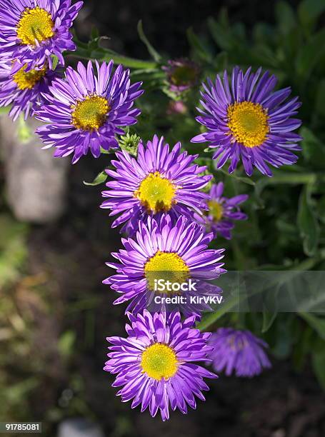 Early Alpine Aster Stock Photo - Download Image Now - Alpine Aster, Aster, Color Image