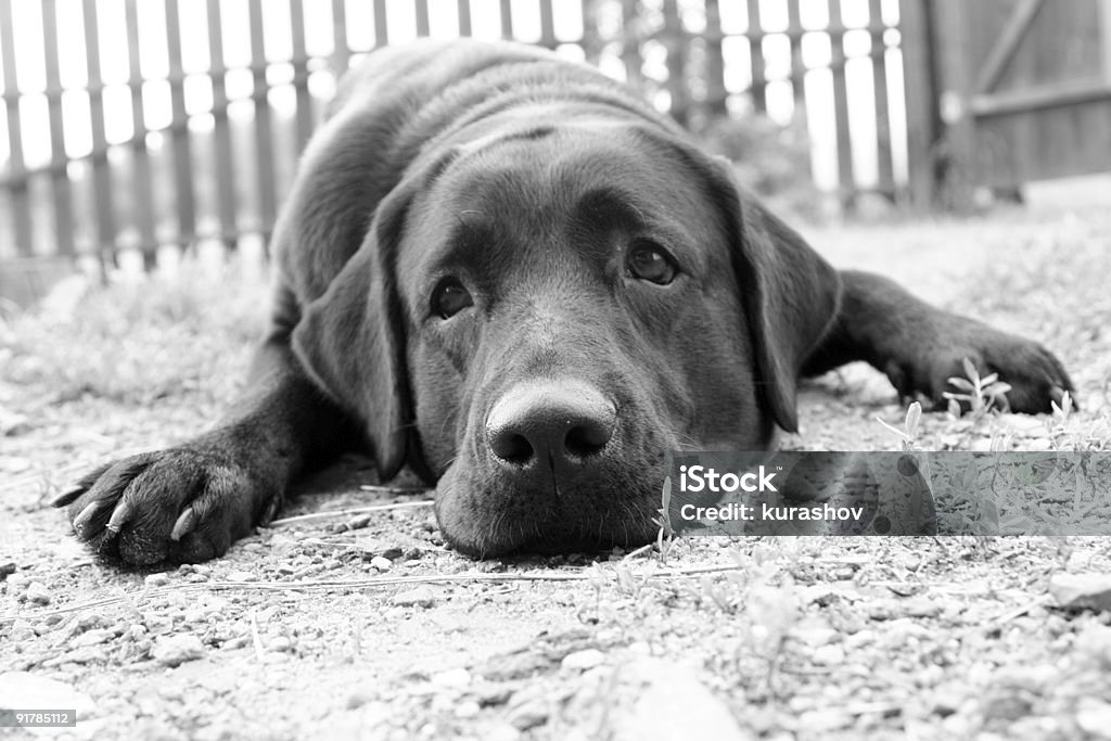 Sad dog in B&W  Absence Stock Photo