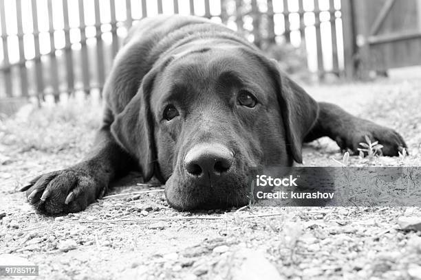 Sad Dog In Bw Stock Photo - Download Image Now - Absence, Animal, Black And White