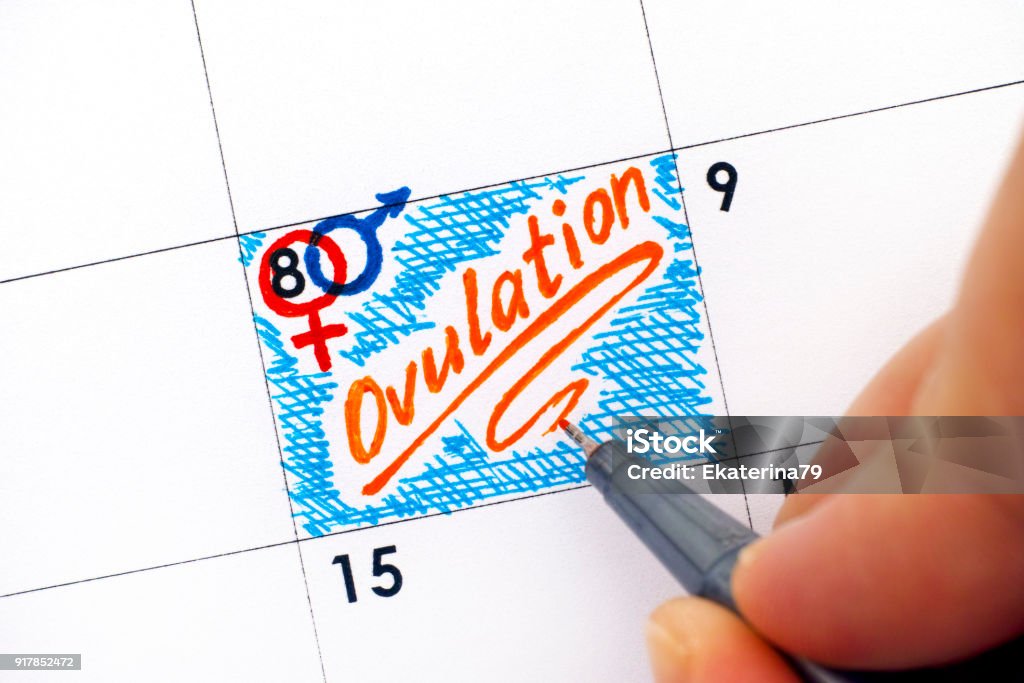 Woman fingers with pen writing reminder Ovulation in calendar. Woman fingers with pen writing reminder Ovulation in calendar. Close-up. Calendar Stock Photo