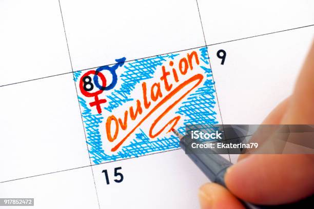 Woman Fingers With Pen Writing Reminder Ovulation In Calendar Stock Photo - Download Image Now