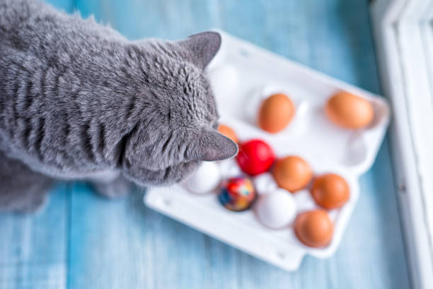 istock Gray cat looks at the box with eggs on the windowsill 917852990