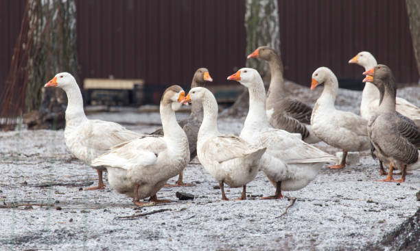 istock geese in the winter nature 917853962