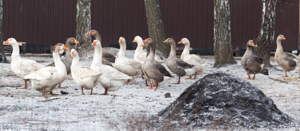 istock geese in the winter nature 917854028