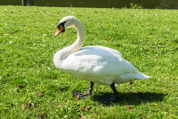 istock White swan walking on the grass in Bruges, Belgium 917854176