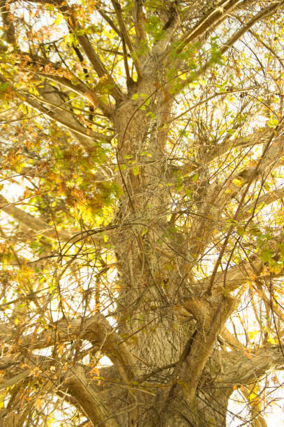 velký a vysoký starý strom v lese ráno při pohledu nahoru. - třešně bobulové ovoce fotky - stock snímky, obrázky a fotky