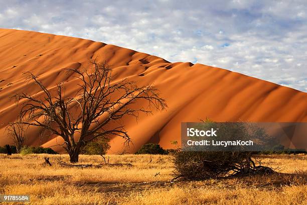 Duene Stockfoto und mehr Bilder von Afrika - Afrika, Baum, Blau