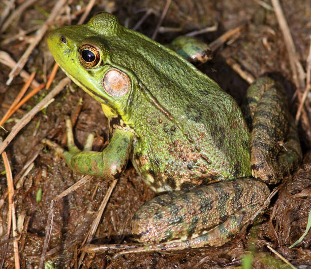 Free picture: green, flog, lithobates, clamitans