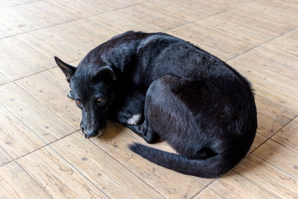 istock Black dog with shiny hair 917857284
