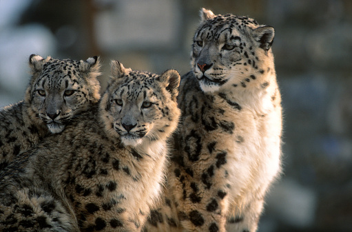 Snow leopard mother with cub in interaction, peaceful and familiar scene