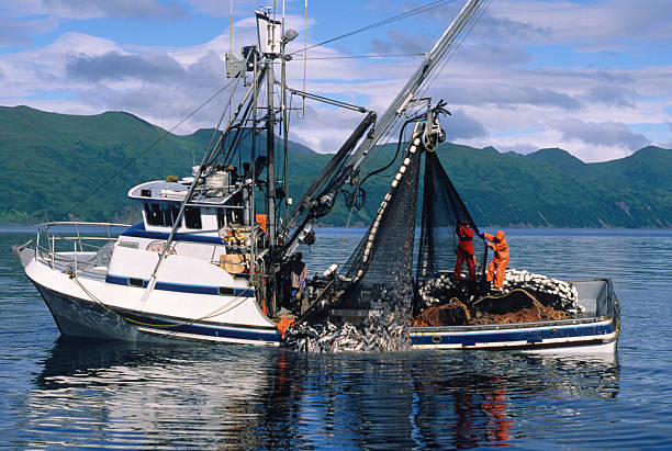 la pesca de salmón comercial - industria de la pesca fotografías e imágenes de stock