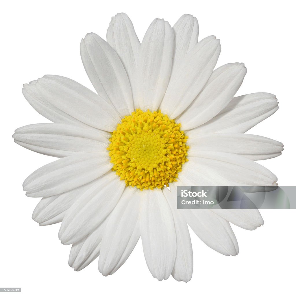 Daisy aislado - Foto de stock de Amarillo - Color libre de derechos