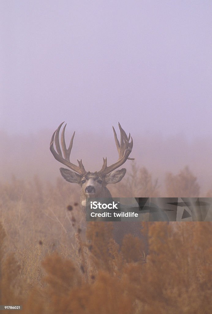 Foggy Cervo mulo Buck - Foto stock royalty-free di Cervo mulo