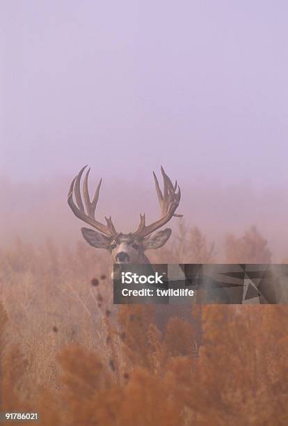 Foggy Cervo Mulo Buck - Fotografie stock e altre immagini di Cervo mulo - Cervo mulo, Cervo maschio, Animale