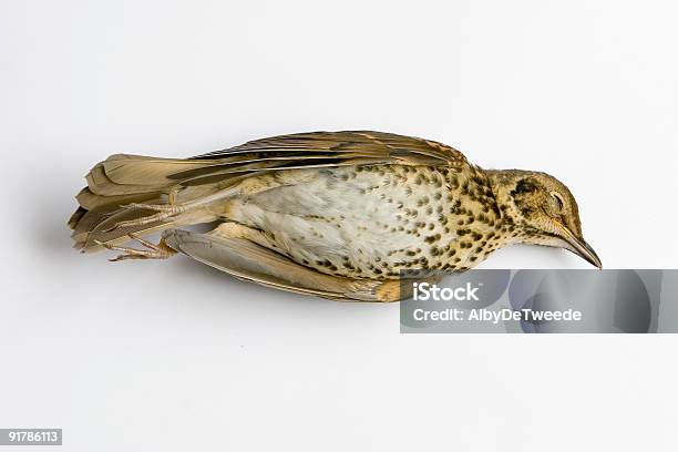 Dead Song Thrush Stock Photo - Download Image Now - Backgrounds, Bird, Color Image