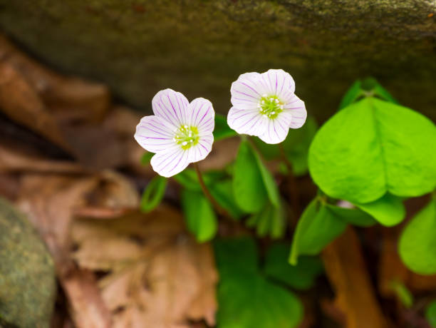 Wood sorrel (Oxalis acetosella) flowers.