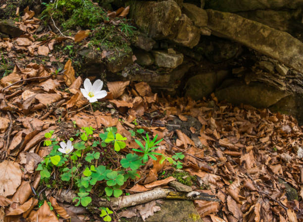 istock Spring flowers - Wood sorrel (Oxalis acetosella) flowers. Beautifully blooming. Selective focus. 917862140