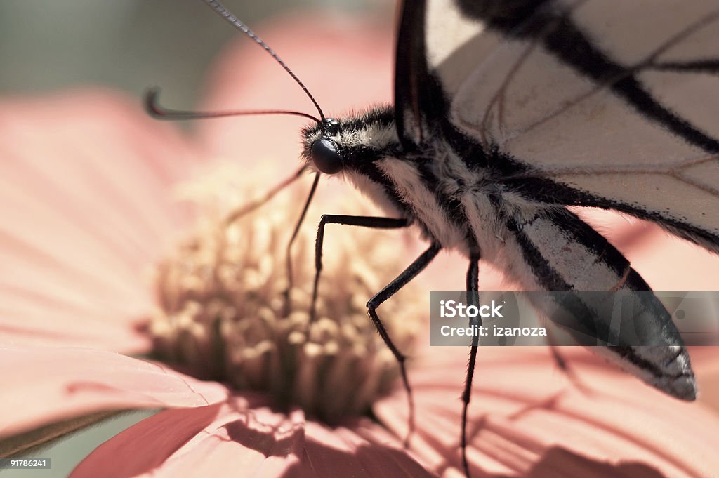 Y rosa flor mariposa - Foto de stock de Aire libre libre de derechos