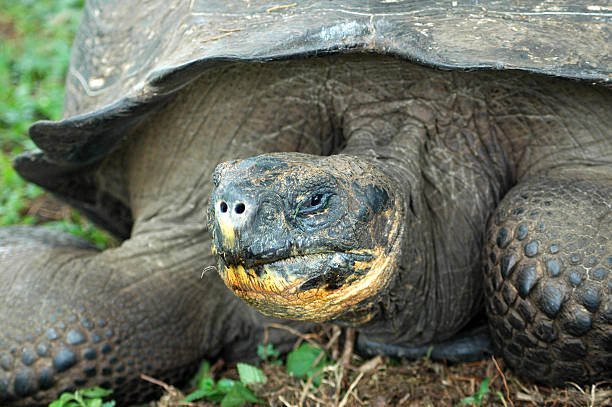 istock giant tortoise, Geochelone elephantopus porteri 91786408