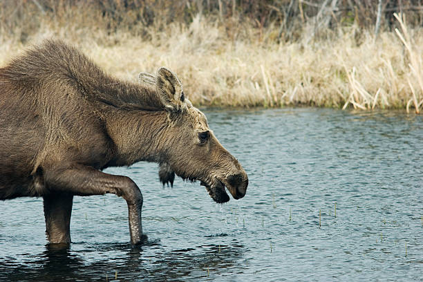 Young female moose wading the pond Young female moose on a walk through shalow pond moose child rural scene horizontal stock pictures, royalty-free photos & images